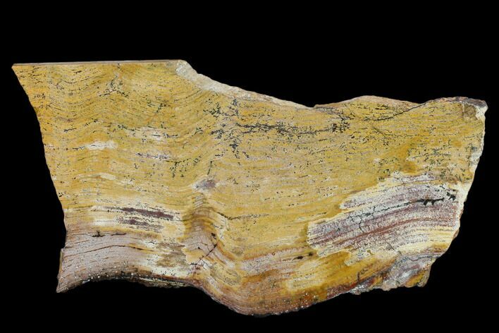 Strelley Pool Stromatolite Slab - Billion Years Old #130634